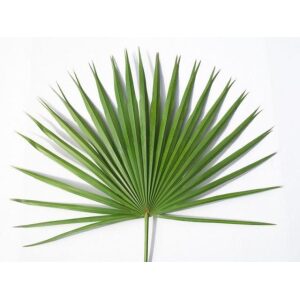 Altar Fan Palm